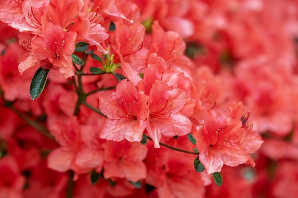 azalea, flower, bloom