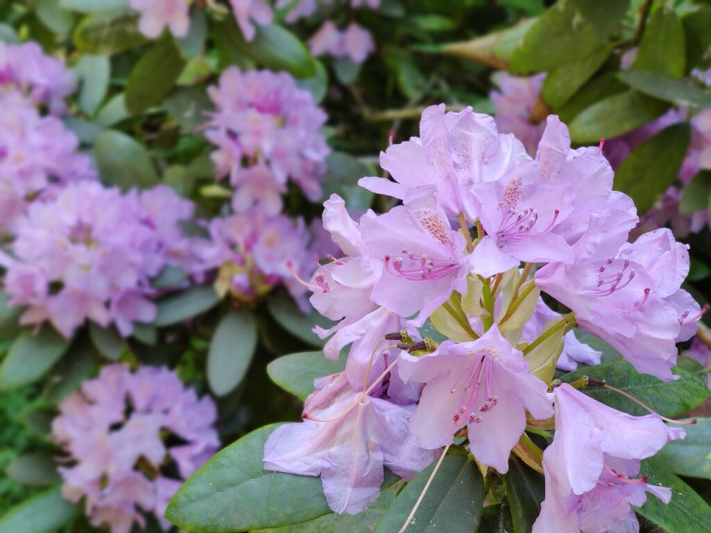 rododendron, flower, lilac