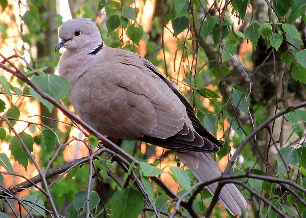 Sierpówka: Uroczy gość naszych miast pigeon, streptopelia decaocto, bird