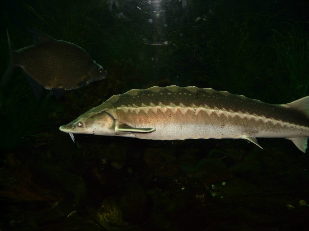 european sturgeon, fish, swim