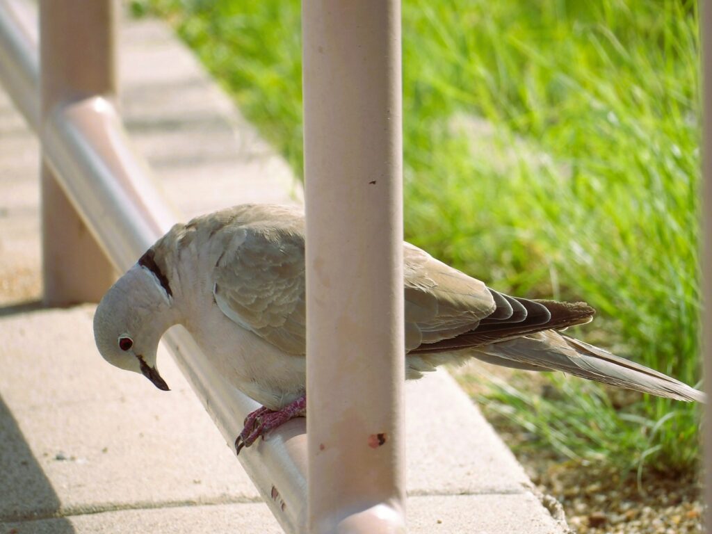 a bird on a person's hand