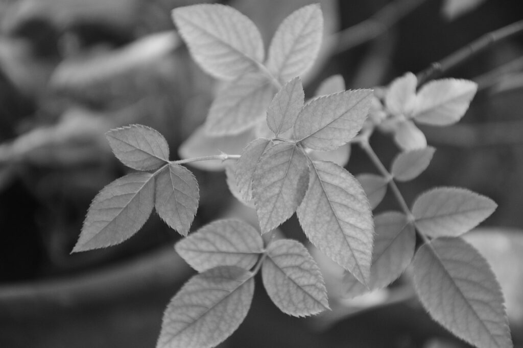 co to jest monochromatyczny