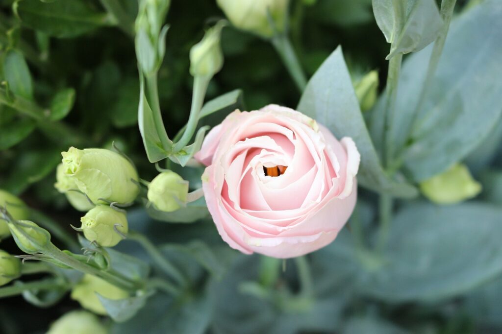 Eustoma wielkokwiatowa – jak uprawiać, pielęgnować i wykorzystać w ogrodzie eustoma wielkokwiatowa