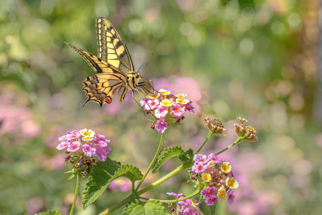 Lantany – jak uprawiać i pielęgnować te kolorowe kwiaty w ogrodzie i doniczce A close-up of a Papilio machaon butterfly perched on colorful lantana flowers in the spring meadow.