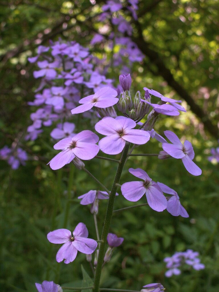 Wieczornik damski stanowisko
