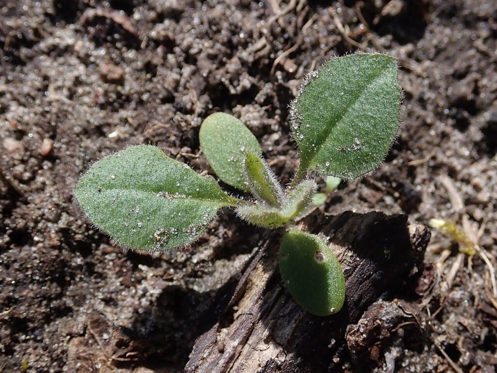 Wieczornik damski uprawa