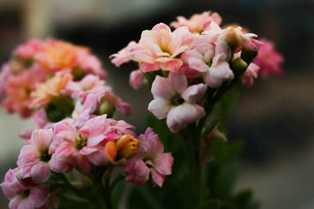 Kalanchoe blossfelda – jak uprawiać i pielęgnować tę kwitnącą roślinę doniczkową kalanchoe blossfelda
