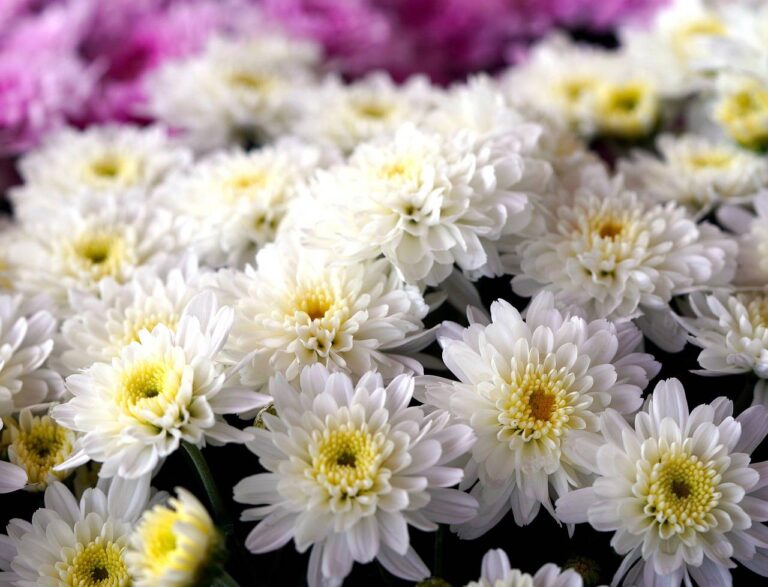 Jak przezimować chryzantemy, wrzosy i trawy ozdobne z jesiennych donic?