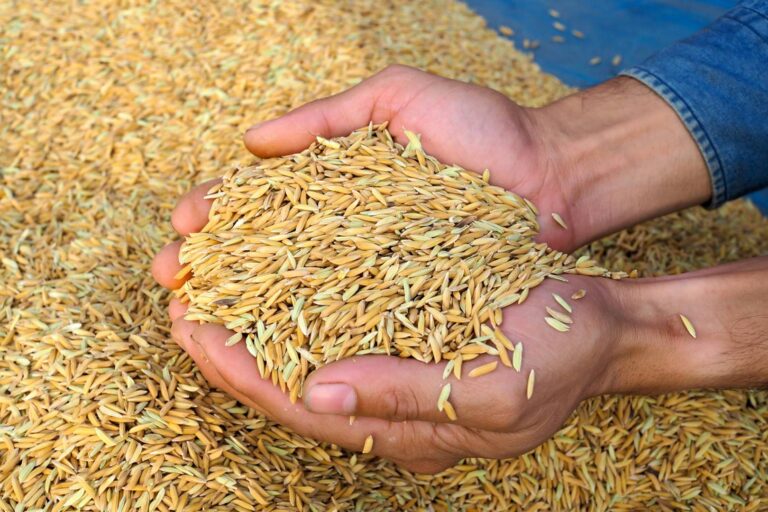 Dlaczego wykonuje się gazowanie zboża?